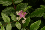 Rubus thibetanus RCP6-06 289.jpg